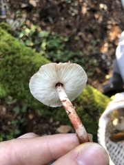 Lepiota flammeotincta