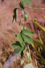 Passiflora subpeltata image