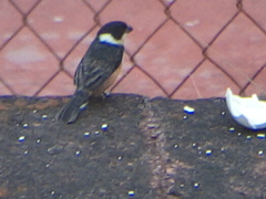 Sporophila torqueola