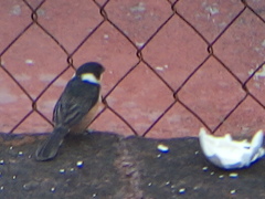 Sporophila torqueola