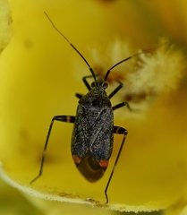 Closterotomus cinctipes