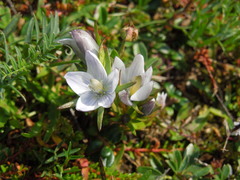 Lomatogonium rotatum