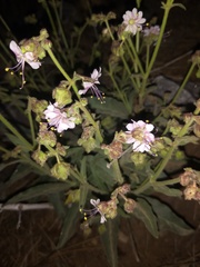 Mirabilis hirsuta