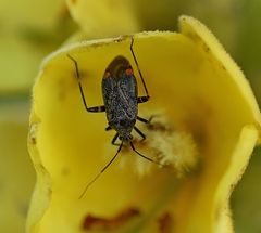 Closterotomus cinctipes