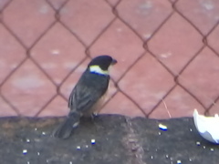 Sporophila torqueola