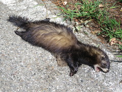Mustela putorius