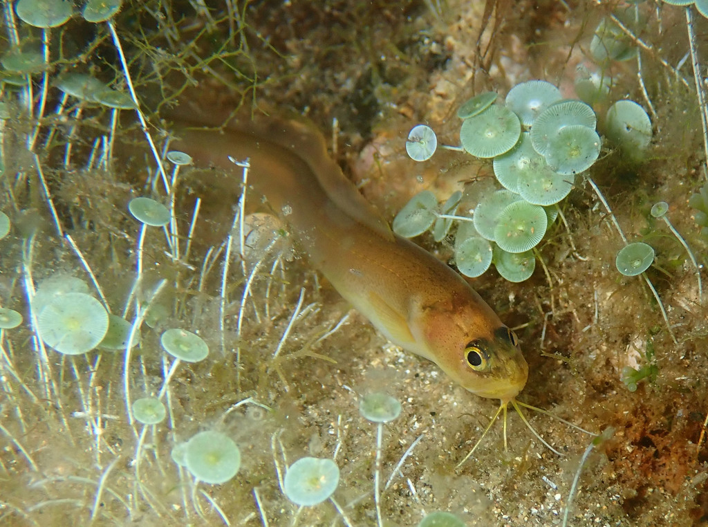 Risso's Cusk-eel