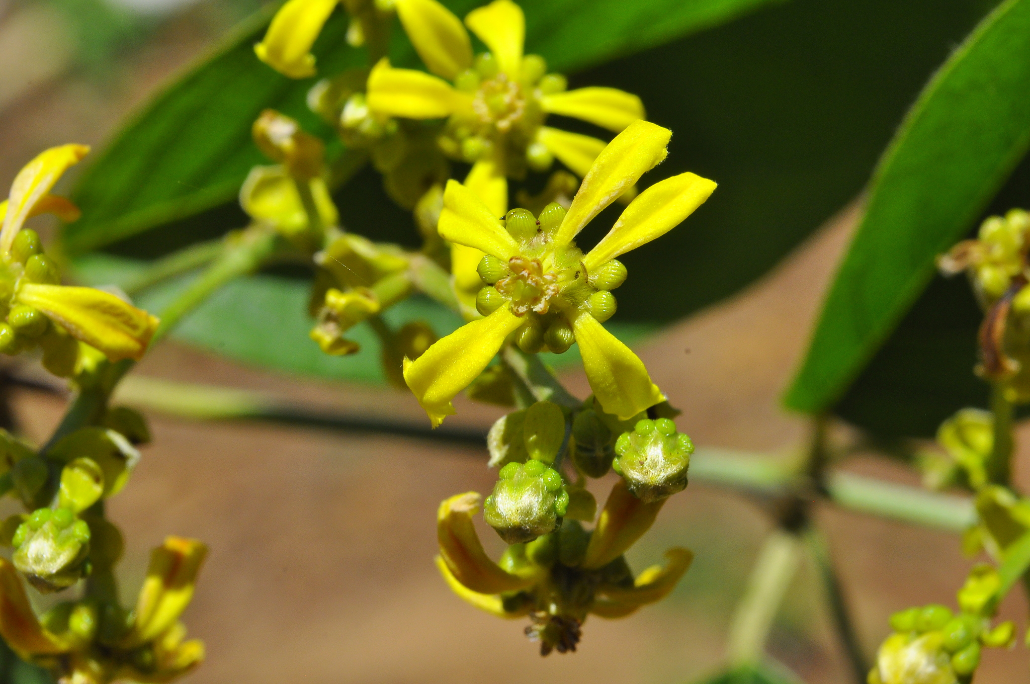 Dicella nucifera