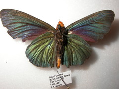 Pyrrhochalcia iphis