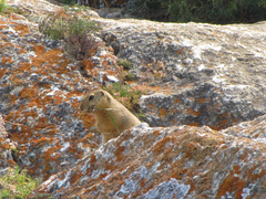 Urocitellus undulatus