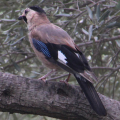 Garrulus glandarius anatoliae