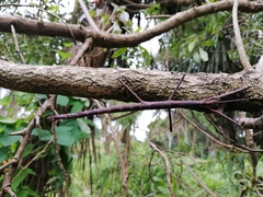 Acanthoxyla inermis