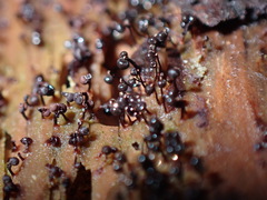 Cribraria cancellata