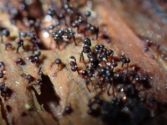 Cribraria cancellata