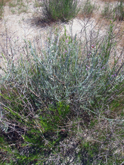 Astragalus karakugensis