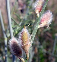 Astragalus karakugensis