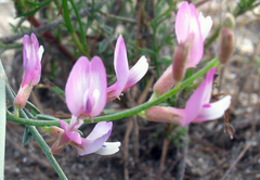 Astragalus karakugensis