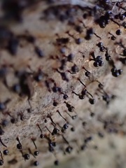 Cribraria cancellata