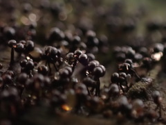 Cribraria cancellata
