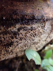 Cribraria cancellata