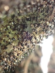 Cribraria cancellata
