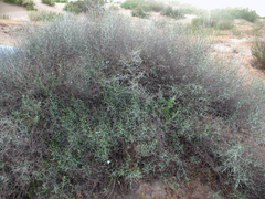 Convolvulus erinaceus