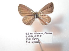 Zizina otis antanossa