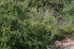 Flueggea verrucosa