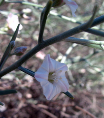 Convolvulus erinaceus
