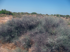 Convolvulus erinaceus