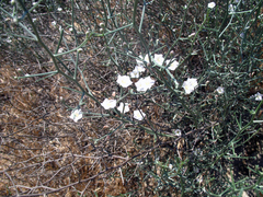 Convolvulus erinaceus