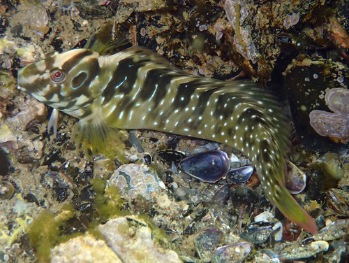 Peacock Blenny