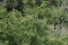 Flueggea verrucosa