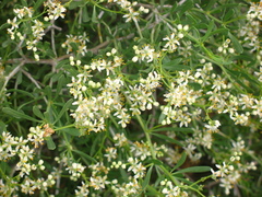 Nitraria schoberi