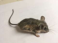 Peromyscus eremicus