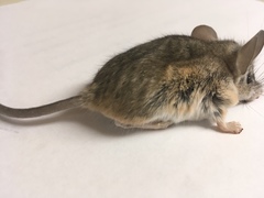 Peromyscus eremicus