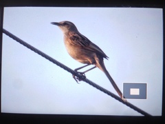 Megalurus palustris forbesi