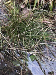 Eleocharis baldwinii