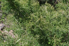 Flueggea verrucosa