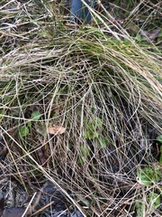 Eleocharis baldwinii