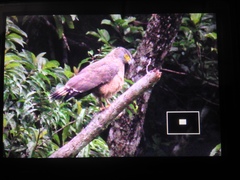 Spilornis holospilus