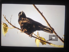 Corvus macrorhynchos philippinus