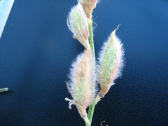 Astragalus karakugensis