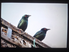 Aplonis panayensis panayensis