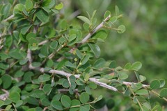 Flueggea verrucosa
