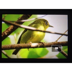 Zosterops nigrorum nigrorum