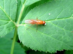 Psila fimetaria