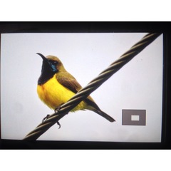 Cinnyris jugularis jugularis