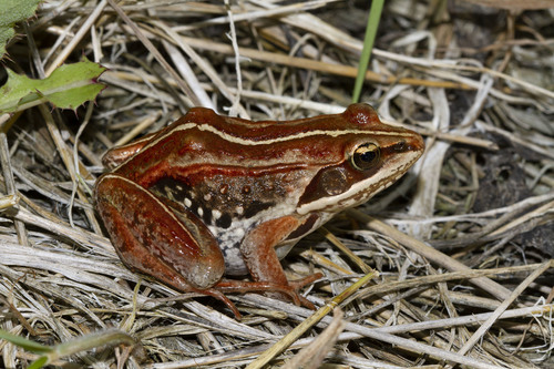 Wood Frog photographed in North Dakota