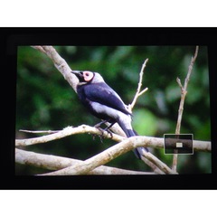 Sarcops calvus melanonotus